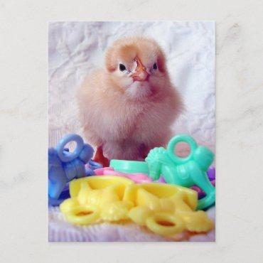 Baby Chick, Perfect For  Postcard