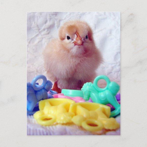 Baby Chick, Perfect For  Postcard